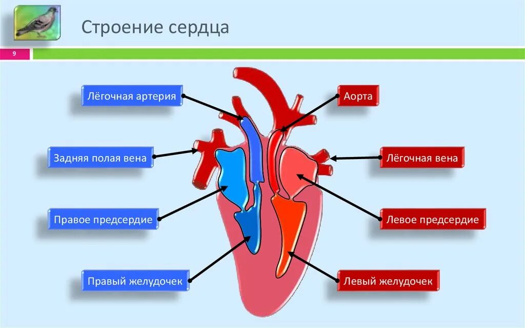 На рисунке изображено строение сердца. Схема строения сердца человека 8 класс биология. Схема сердца человека биология 8 класс. Строение сердца схема простая. Строение сердца картинка.