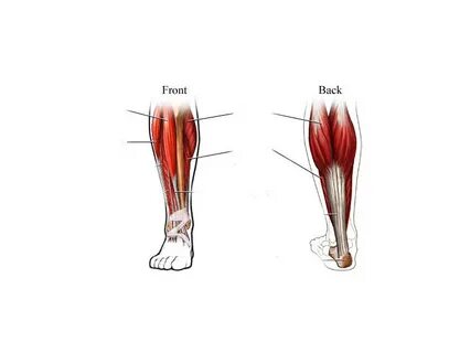 Lower leg