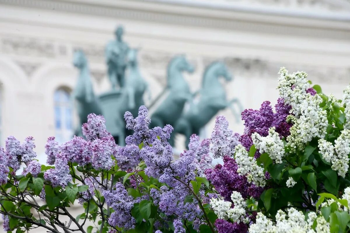 Площадь сирени. Сирень обыкновенная вечерняя Москва. Сирень vechernyaya Moskva. Александровский сад Москва сирень. Большой театр сирень.