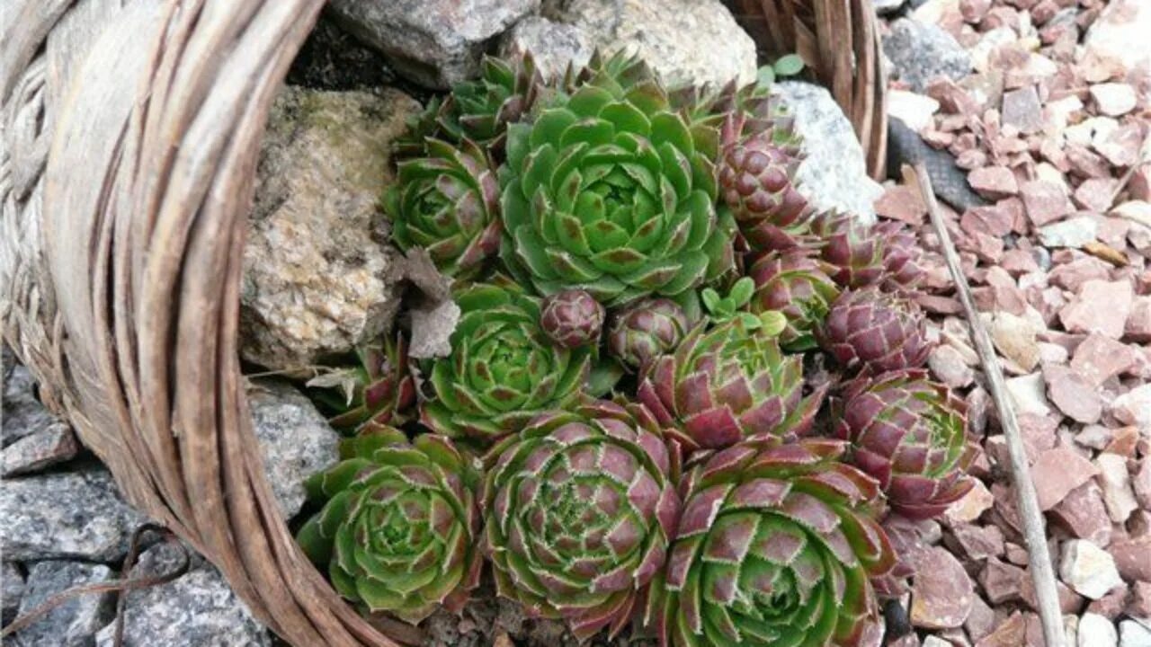 Как ухаживать за каменной. Молодило кровельное (Sempervivum tectorum). Суккуленты молодило семпервивум. Молодило живучка.