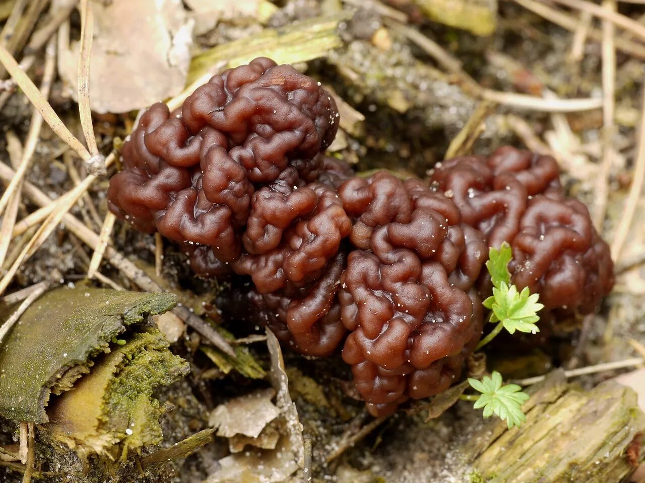 Гриб для мозга. Гриб строчок обыкновенный. Обыкновенный строчок (Gyromitra esculenta). 5. Строчок обыкновенный – Gyromitra esculenta. Строчок обыкновенный ядовитый гриб.