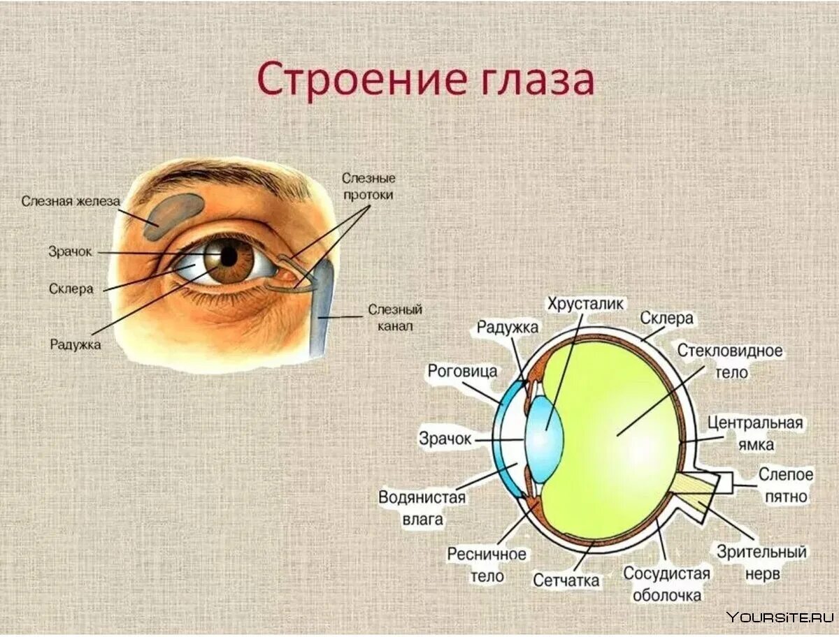 Поддерживает форму глаза