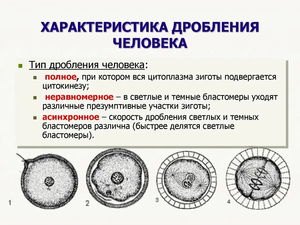 3 признаки зиготы. Дробление Тип дробления яйцеклетки человека. Характеристика дробления у человека. Тип дробления зиготы человека. Радиальный Тип дробления зиготы.