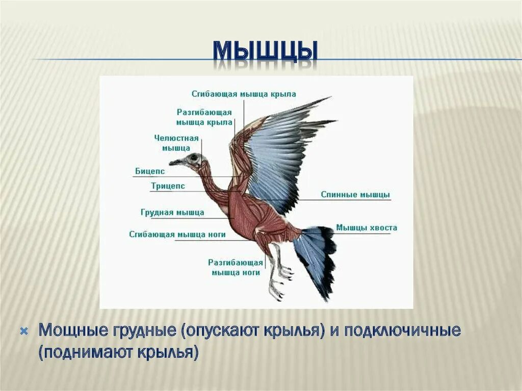 Особенности скелета и мускулатуры птиц. Класс птицы мышцы. Класс птицы презентация. Тип Хордовые класс птицы. Класс птицы мускулатура.