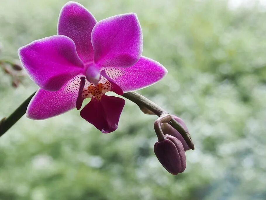 Орхидные (Orchidaceae) плод. Орхидеи Бразилии. Орхидеи Джутта,. Орхидеи в тропиках.