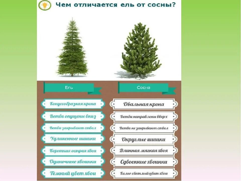 Хвойные отличие. Сосна ель елка отличие. Отличие ели от сосны. Различие сосны и ели. Сосна и ель различия.