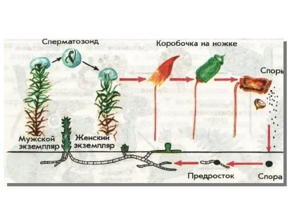 Размножение мохообразных. Размножение мха Кукушкин лен. Цикл размножения мха Кукушкин лён. Кукушкин лен жизненный цикл схема. Кукушкин лен размножение схема.