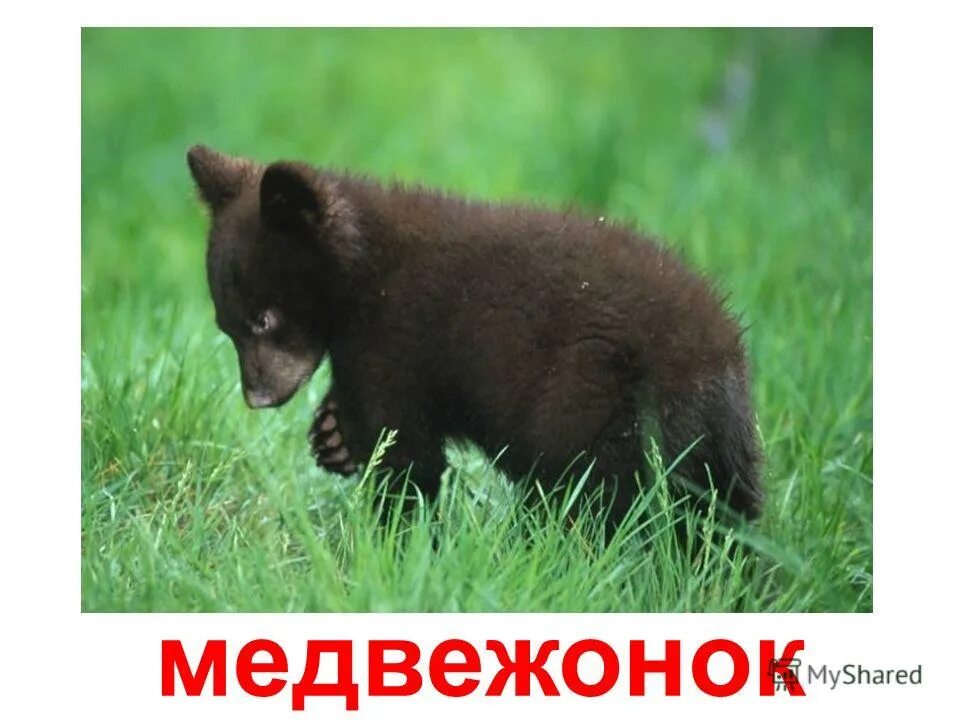 Бурый медведь в берлоге. Медведь с медвежонком. Медвежата. Медведь с медвежонком. Вывела медвежат.