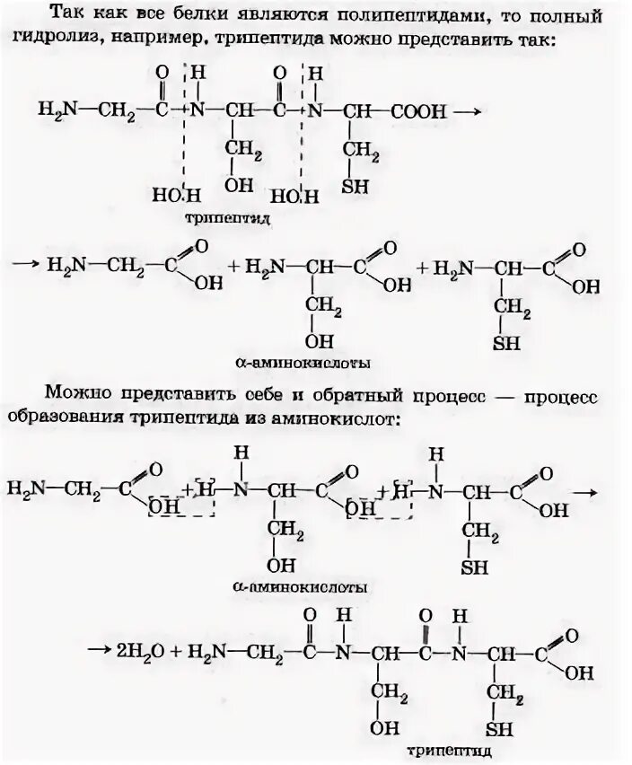 При гидролизе белков могут образоваться вещества. Гидролиз полипептидов белков. Трипептид частичный гидролиз. Схема гидролиза трипептида. Трипептид полный гидролиз.