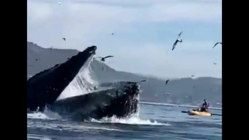 Кит выпрыгивает. Кит проглатывает корабли. Горбатый кит. Огромный кит. Горбатый кит и человек.