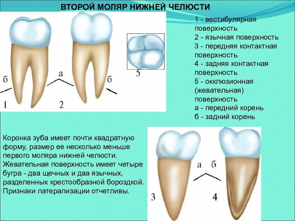 Первый премоляр анатомия зуба. Зуб картинка. Зуб 2. Два вторых зуба. Зуб мультяшный.
