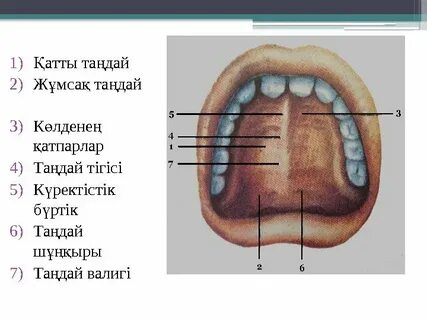 Порно бірінші анал мәжбүр
