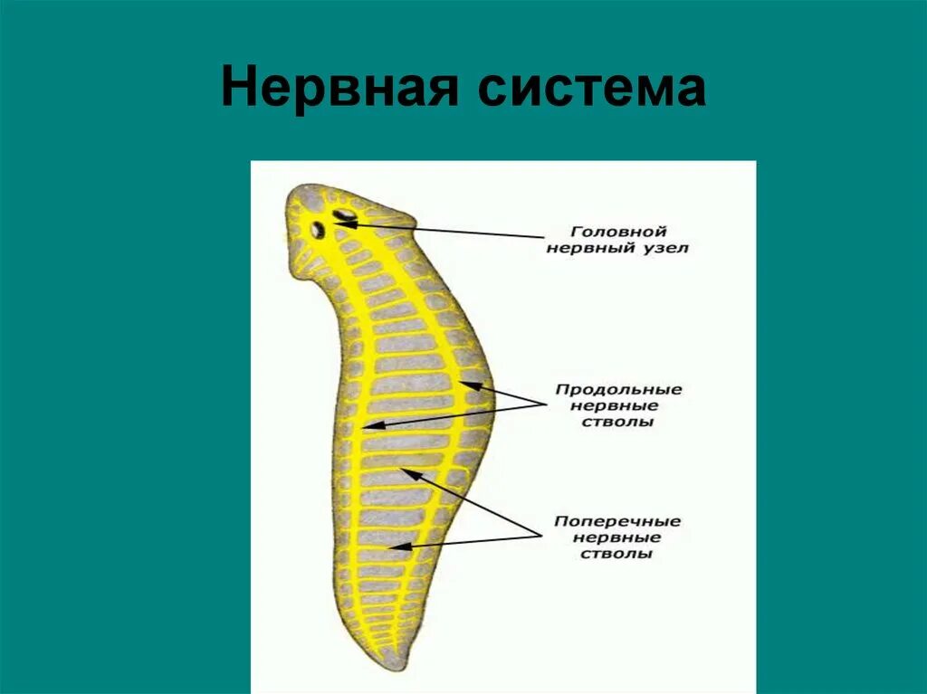 Строение нервной системы плоских червей. Нервная система плоских червей. Плоские черви нервная система лестничная. Ортогон у плоских червей.