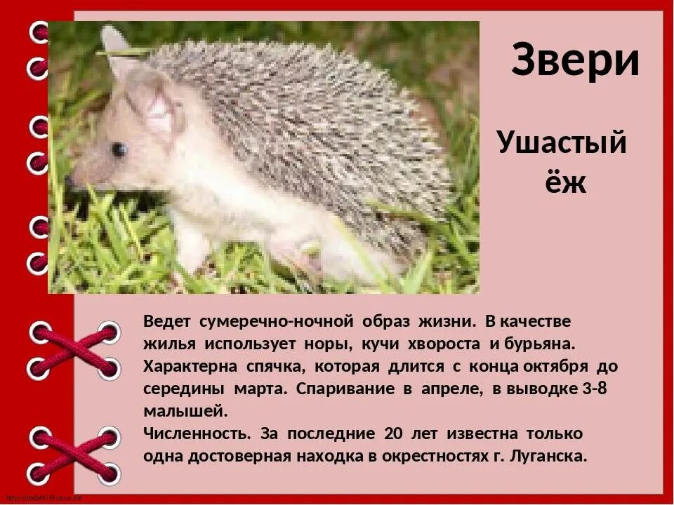 Почему еж ушастый. Еж ушастый красная книга донбасса. ушастый ёжик красная книга. животные красной книги донбасса. животные из красной книги лнр.