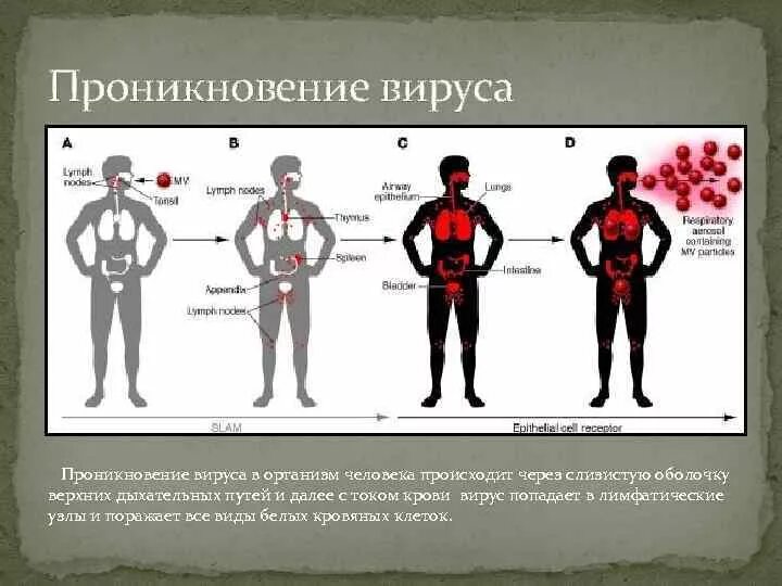 Организм после вируса. Пути проникновения вирусов в организм человека. Проникновение вируса в организм человека. Способы попадания вирусов в организм человека. Пути попадания вируса в организм.