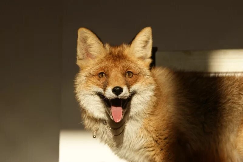 довольная лиса. счастливая лиса. хитрый лис. смех лис. смех лис.