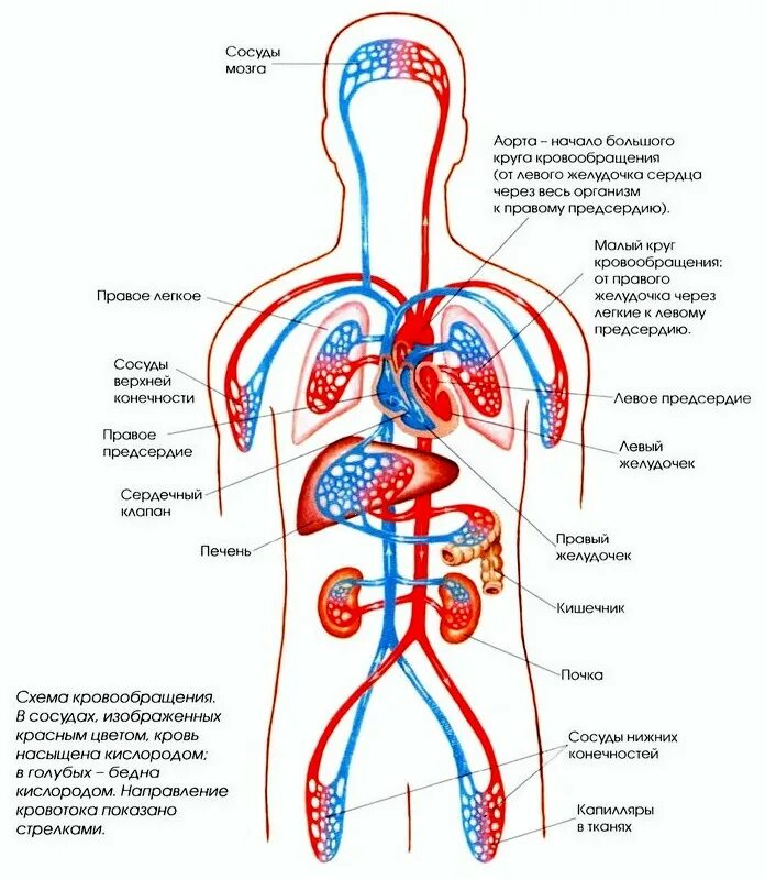 Направление движения крови вен. Кровеносная система человека круги кровообращения. Кровеносная система человека анатомия схема движения. Кровеносная система человека схема круги кровообращения. Система кровоснабжения человека схема.