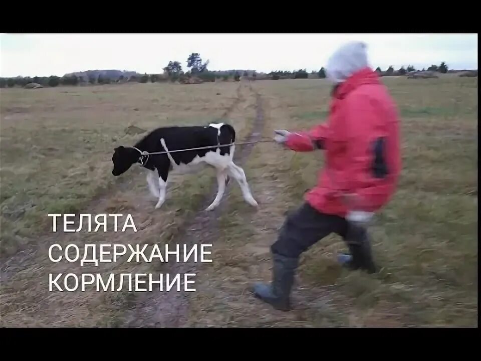 Кормление содержание телят. Холодный способ содержания телят.