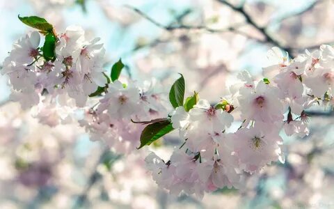 Spring is beautiful