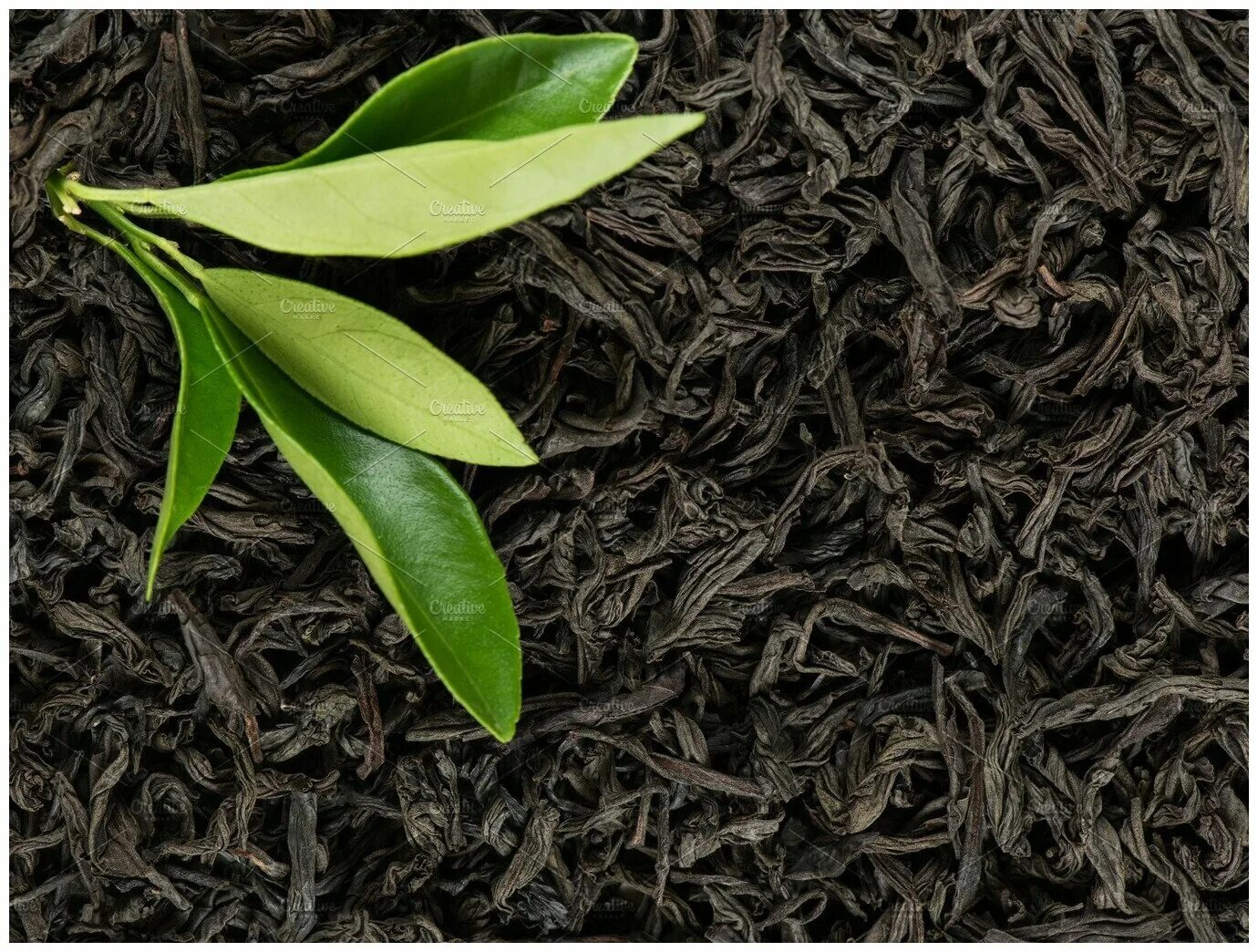 Листья чая купить. Чай Леаф. Чайное дерево Ассам. Чайный лист. Листья чая.