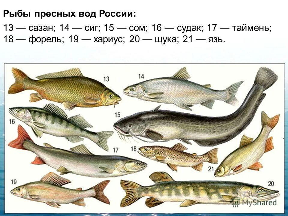 Рыбы живущие в пресной воде. Щука, окунь, пескарь, плотва, чебак, Елец, язь. Окунь Линь карась пескарь. Промысловые речные рыбы России. Рыбы которые живут в пресной воде.