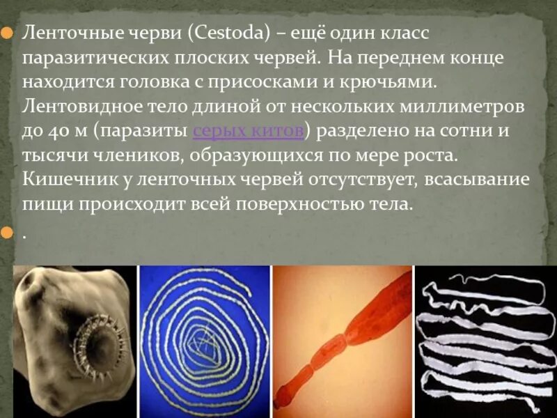 Тип ленточные черви представители. Класс ленточные черви (cestoda). паразитические ленточные черви. тип плоских червей 7 класс класс ленточные черви. ленточные плоские черви 7 класс биология.