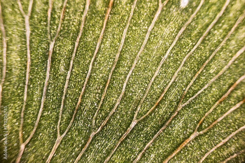 Leaf cells under microscope. micrograph, leaf under a microscope, organ-producin