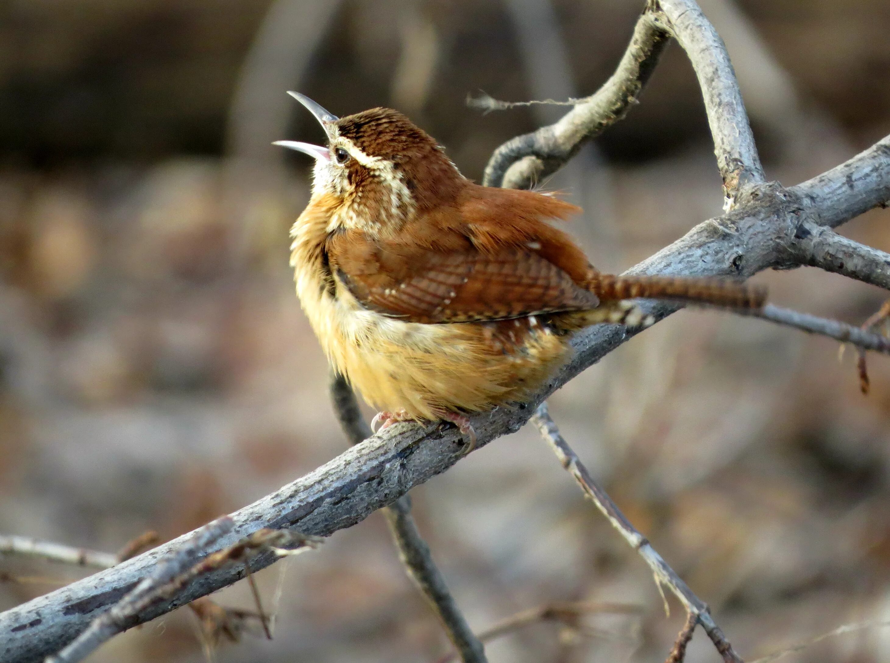 птицы донского края. сойка обыкновенная. птицы ростовской области синица. птица доны. редкие птицы дона.
