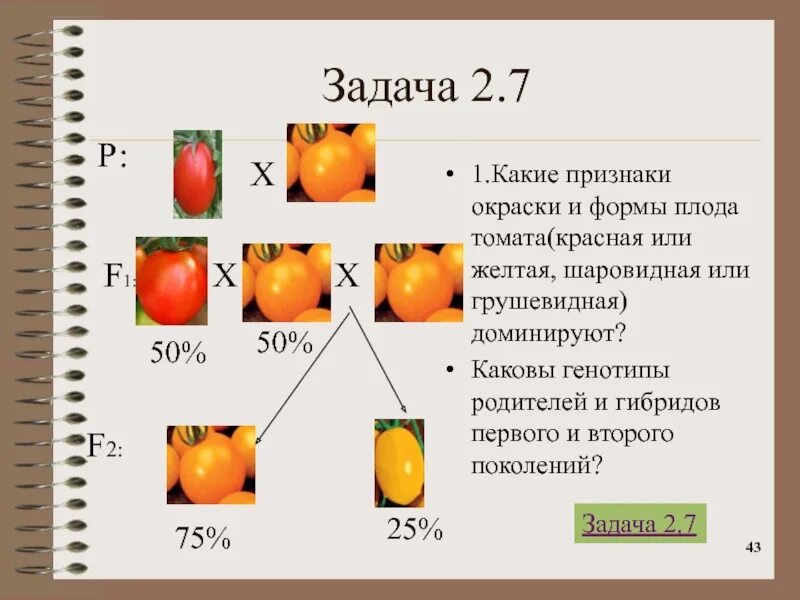 Доминантные и рецессивные признаки томата. Форма плода томата. Какая форма плода томата шаровидная или грушевидная доминирует. Какие признаки плода томата. У томатов красная окраска плодов доминирует.