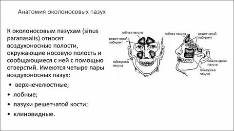 Черепные пазухи