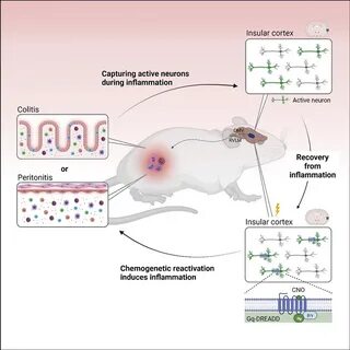 The insular cortex stores and retrieves memories of past diseases. 