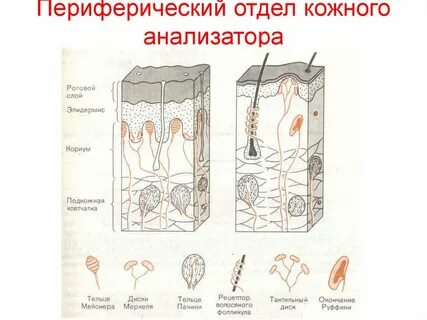 Путь кожного анализатора