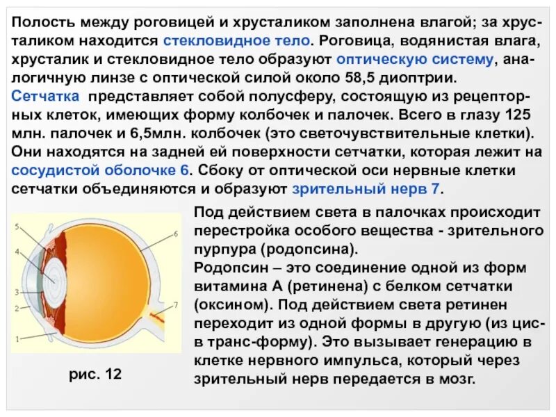 Практическая работа принцип работы хрусталика биология. Хусталик стекловидное тело водянистпявлага. Роговица хрусталик стекловидное тело. Функции хрусталика и стекловидного тела.. Строение глаза сетчатка роговица.