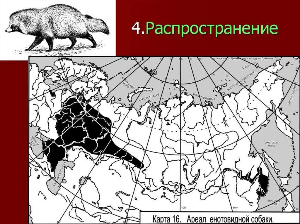 Енотовидная собака ареал обитания в России на карте. Кабарга ареал. Енотовидная собака ареал. Ареал обитания лисицы обыкновенной.