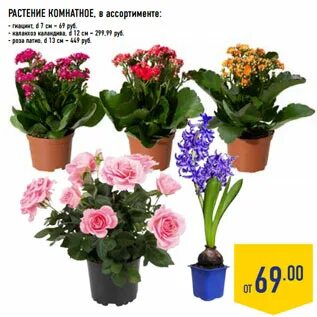 Комнатное растение группа 23 пятерочка