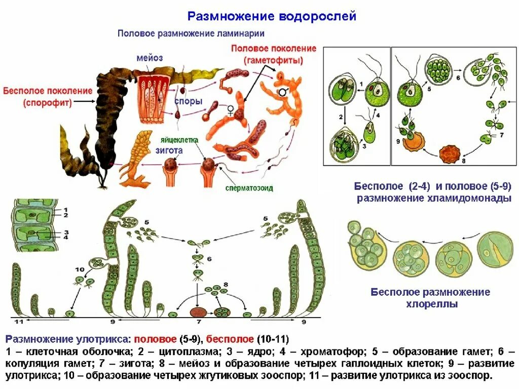 Размножение бурых водорослей схема. Размножение водорослей ламинария. Цикл развития красных водорослей схема. Жизненный цикл ламинарии схема.