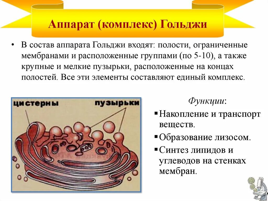 Комплекс Гольджи строение и функции. Аппарат Гольджи это в биологии функции. Аппарат Гольджи строение функции размер. Аппарат Гольджи функции у растений и животных. Выполняет секреторную функцию аппарат гольджи