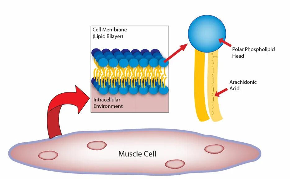 саркоплазматический ретикулум мышечного волокна. мембрана мышечного волокна называется. клеточная мембрана мышечной клетки. клеточная мембрана мышечной клетки. сарколемма мышечного волокна это.