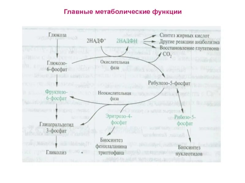 Основные функции обмена веществ. Синтез жирных кислот биотин. Глутатион метаболизм. Схема метаболического пути жирных кислот. Функции метаболизма.