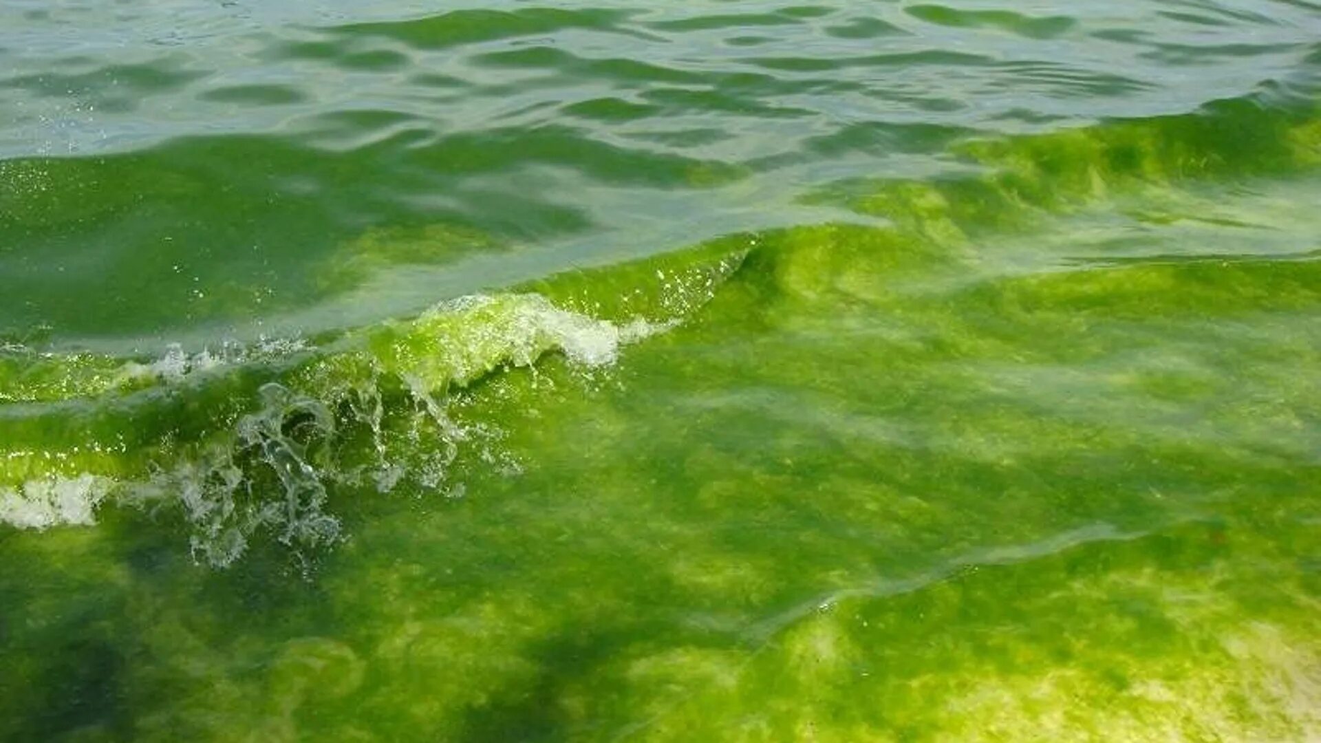 Водоросли в анапе. Черное море цветет Анапа. Черное море Анапа цветет водоросли. Черное море цветет в внаме. Цветение черного моря в Анапе.