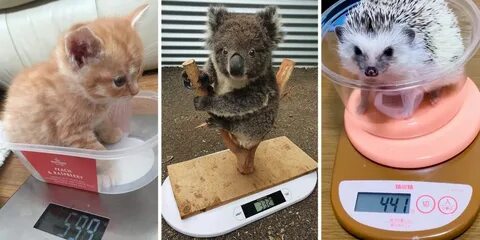 При взвешивании животных