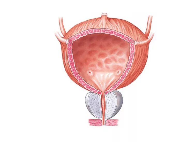 Мочевой пузырь анатомия. Мочевой пузырь анатомия человека. Дно мочевого пузыря анатомия. Мочевой пузырь рисунок анатомия. Неприятно в мочевом пузыре