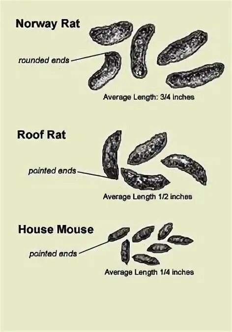 Как выглядят какашки мышей в доме mice droppings Cheaper Than Retail Price Buy Clothing, Accessories and lifestyle