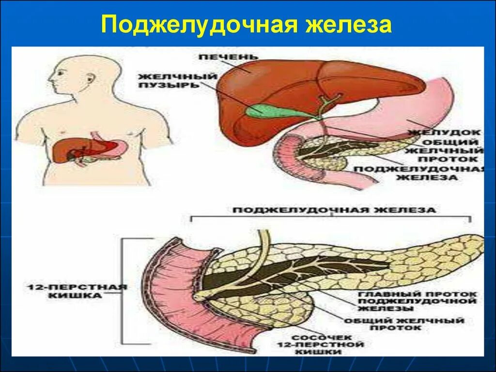 Поджелудочная железа панкреатический сок. Внешняя секреция поджелудочной железы. Секреция поджелудочной железы физиология. Поджелудочная железа вырабатывает панкреатический сок. Поджелудочная железа свиньи