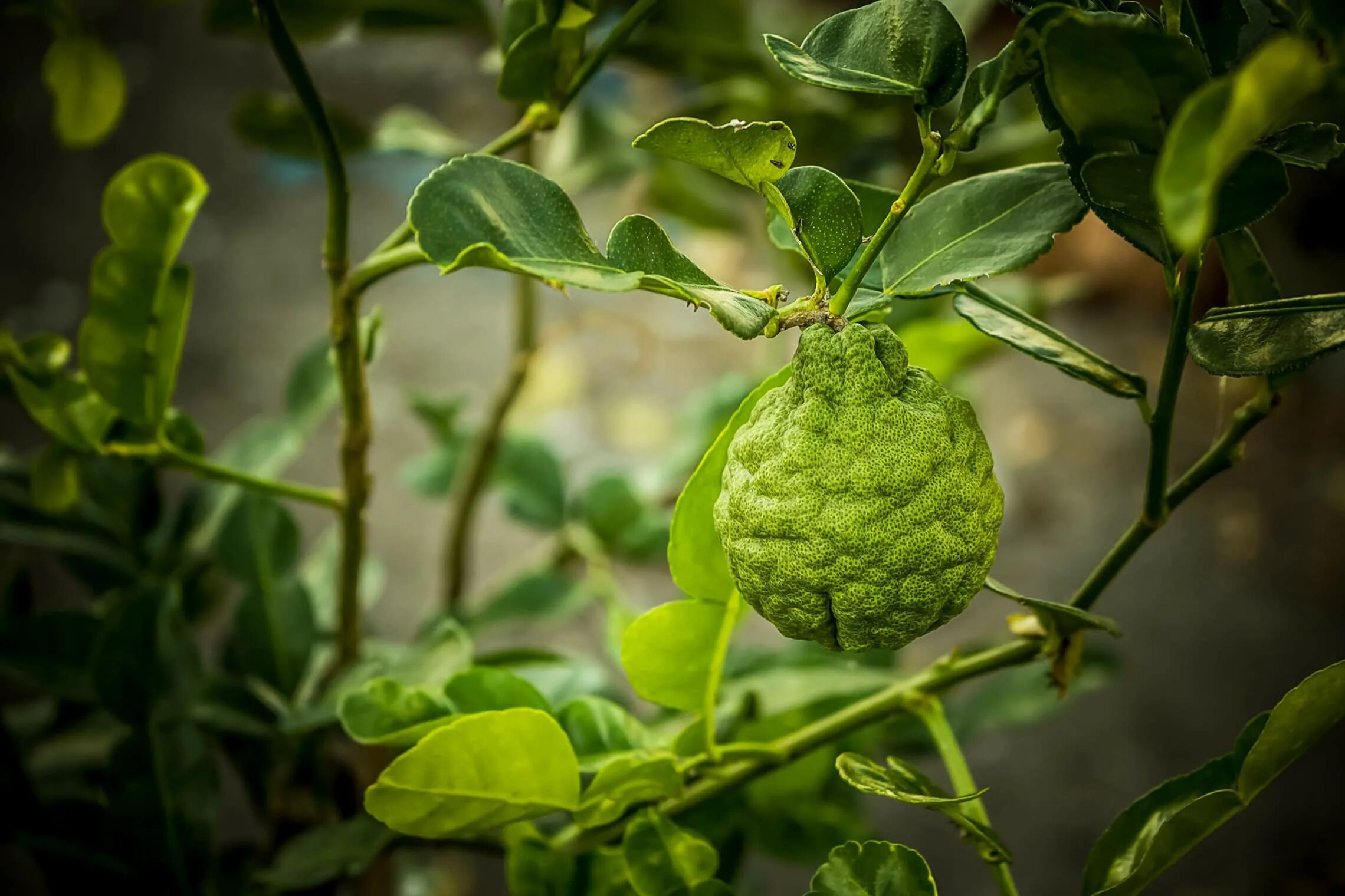 Бергамот растение полезные. Листья бергамота монарда. Монарда дудчатая (monarda fistulosa). Бергамот растение. Монарда blaustrumpf.