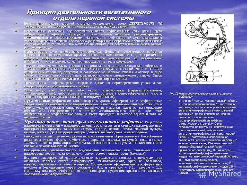 вегетативные рефлексы. вегетативные рефлексы физиология. вегетативные условные рефлексы. вегетативные рефлексы и центры регуляции. вегетативные условные рефлексы.