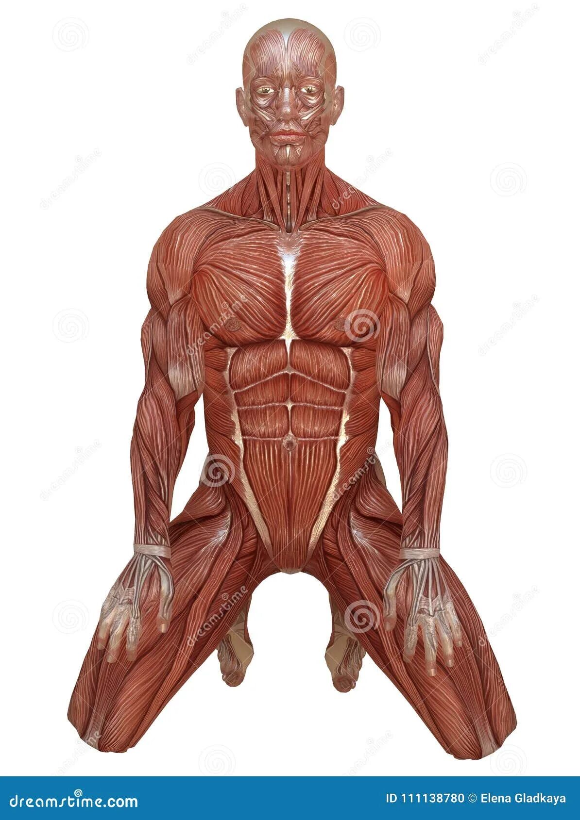 Как выглядит тело без кожи Anatomy art에 있는 핀