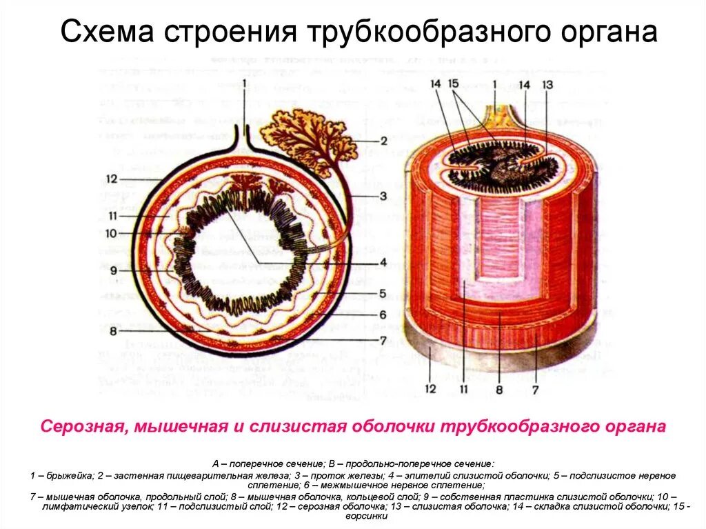 Трубчатый орган 5. Схема поперечного среза стенки трубчатого органа. Поперечный срез стенки трубчатого органа. Строение пищеварительной трубки (поперечное сечение). Строение стенки кишечной трубки.