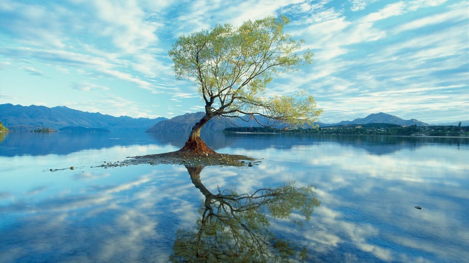 Деревья смотрят в воду. Пейзаж с водой. Пейзажи природы деревья. Вода в природе. Дерево у воды.