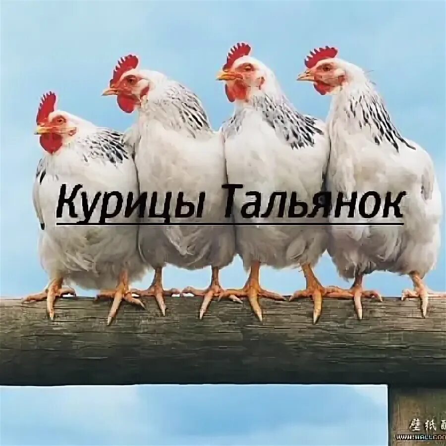 Купить кур ставропольский край